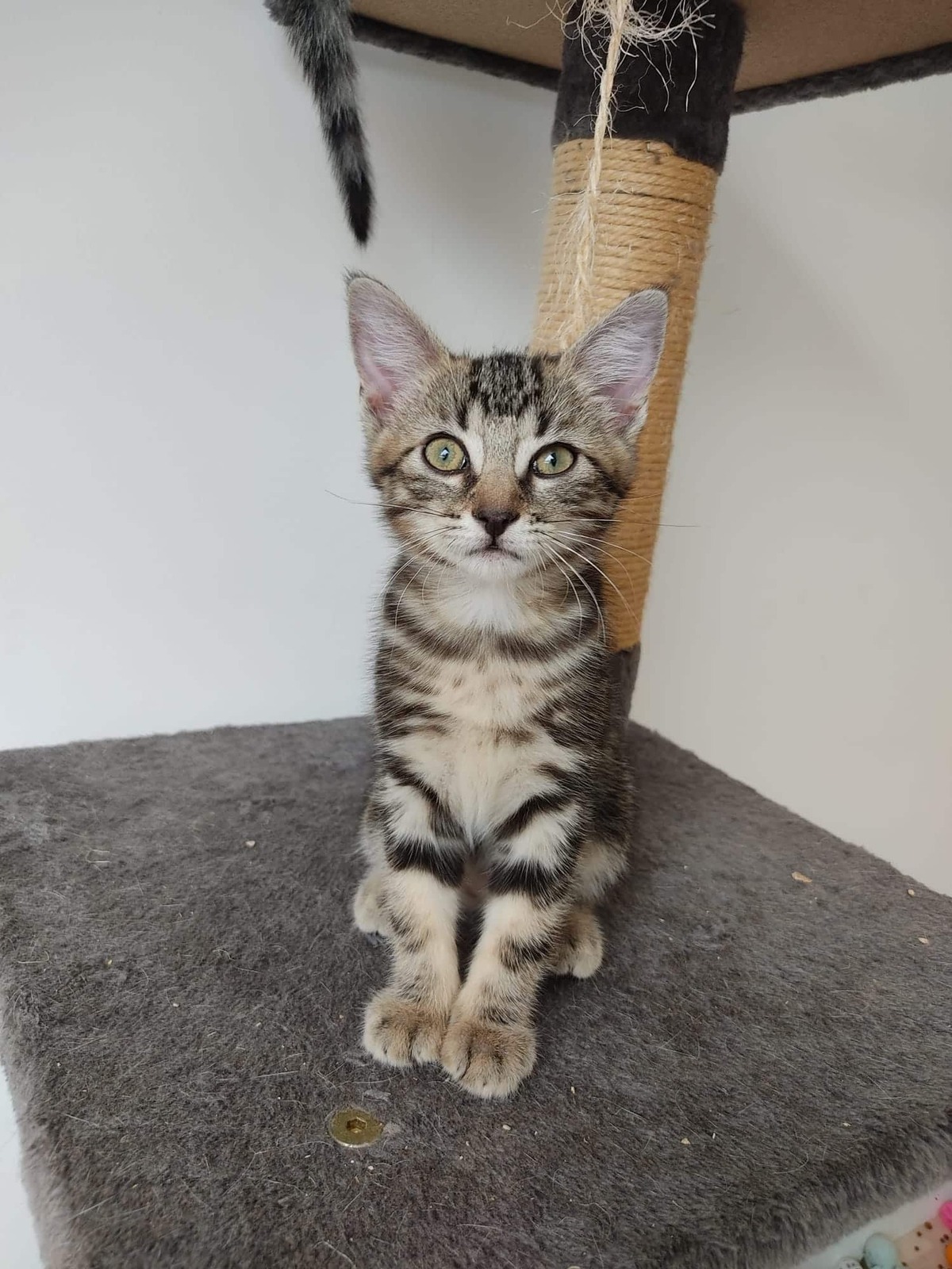 Adoption Bise