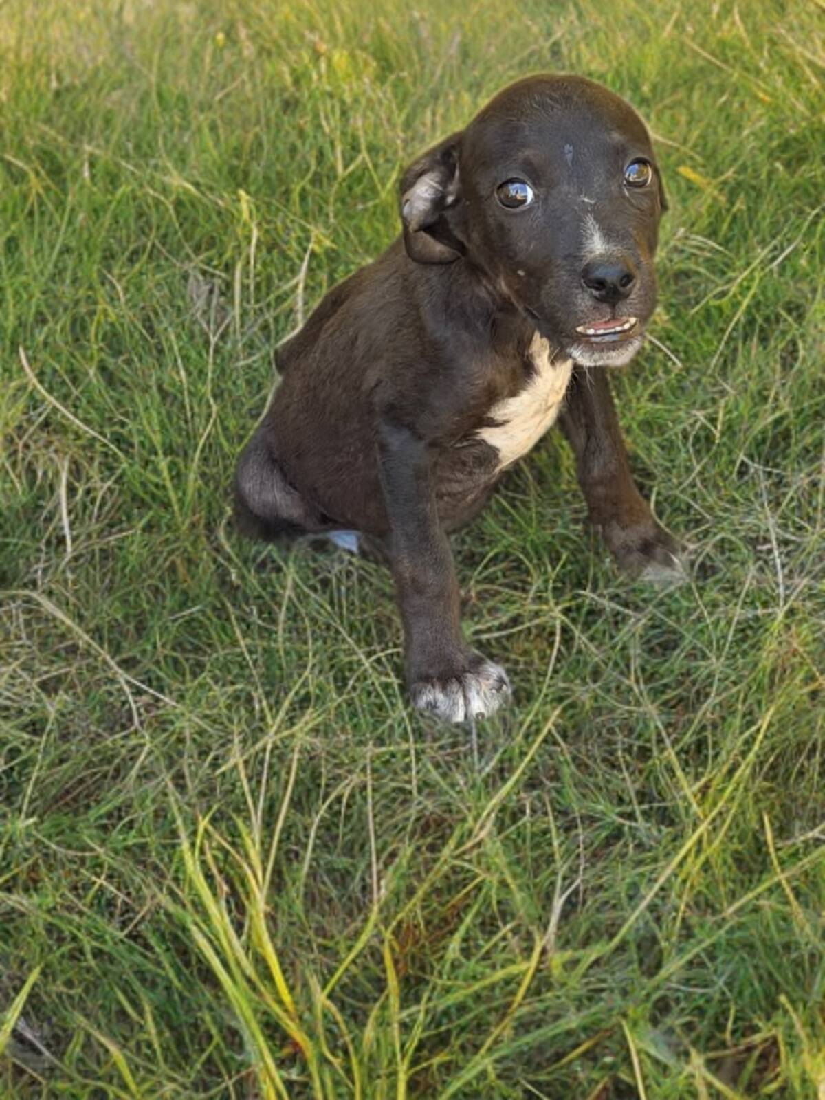 Adoption Yuko