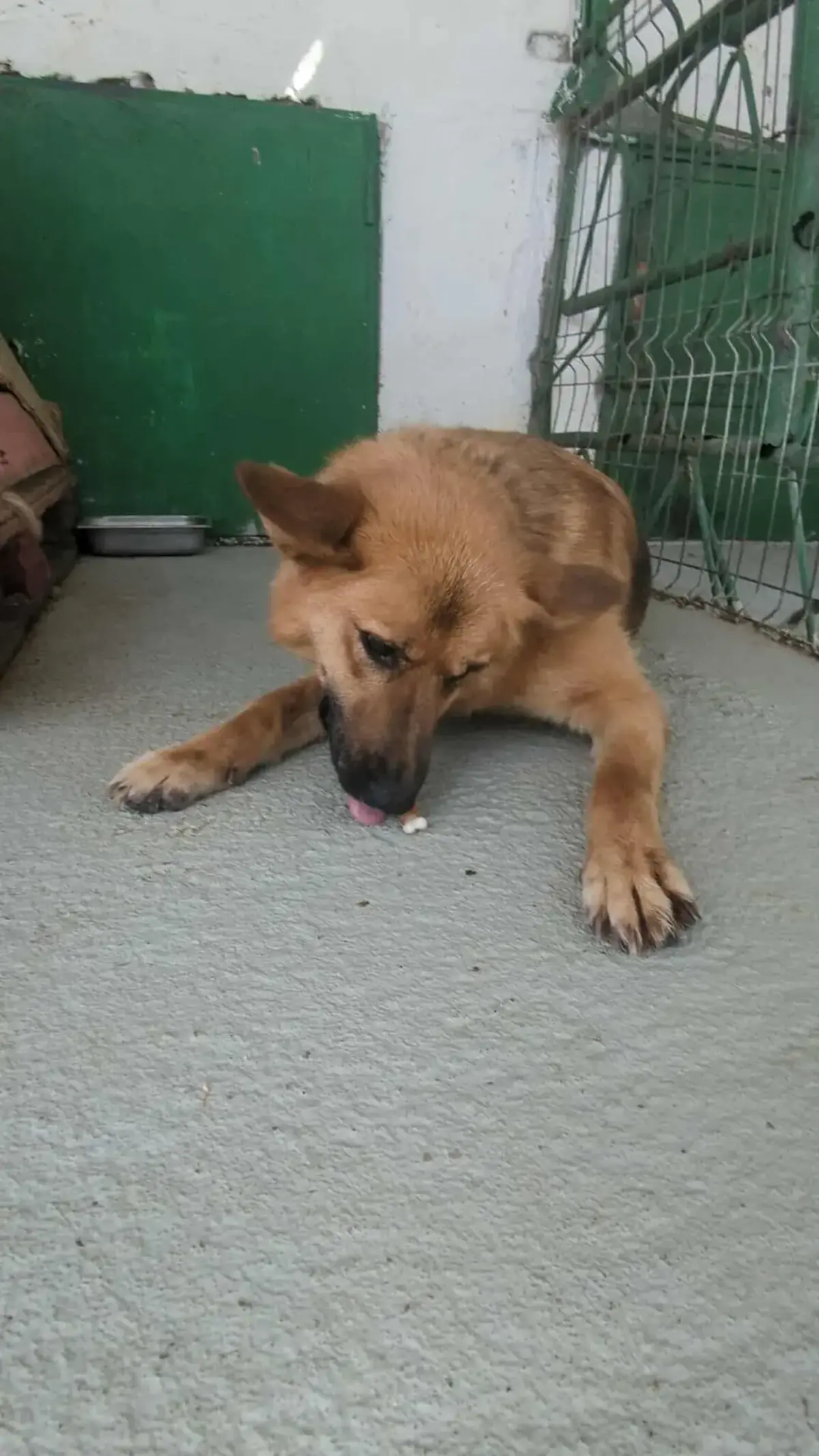 Adoption Pixie