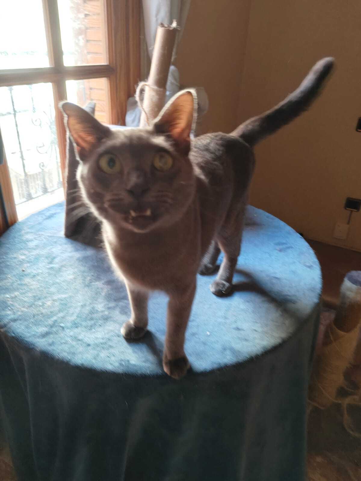 Adoption Lio