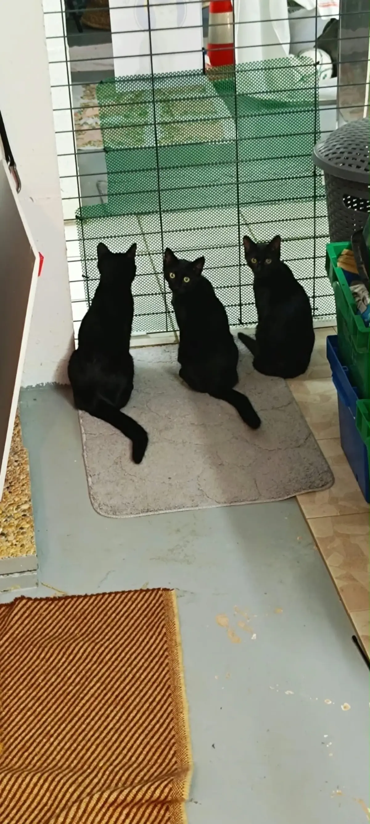 Adoption Bonnie