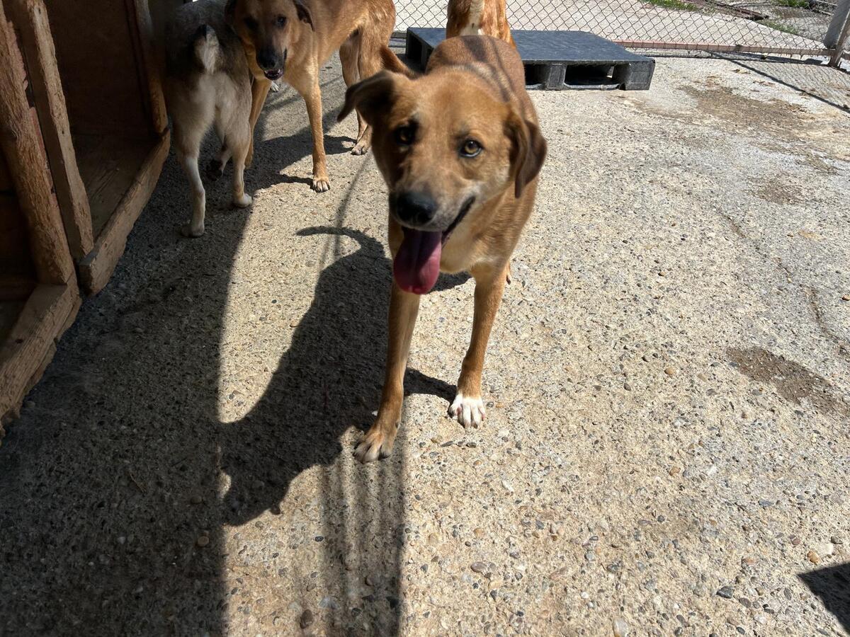 Adoption Track