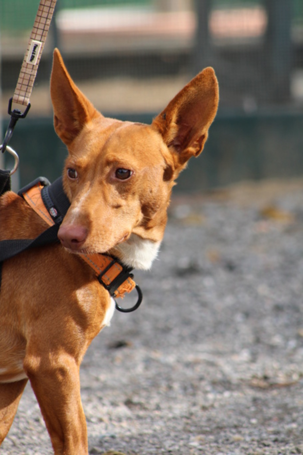 Adoption Chencho
