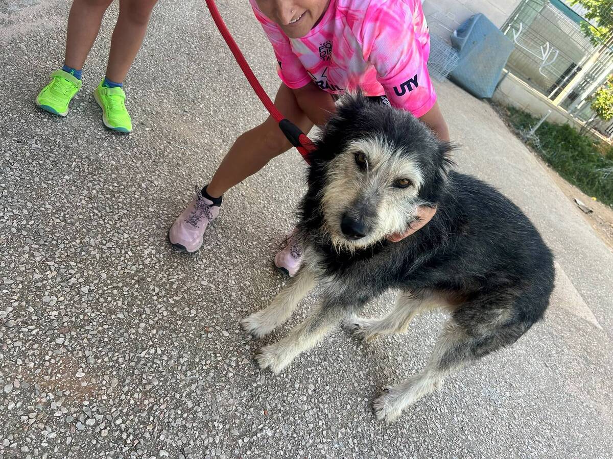 Adoption Sam
