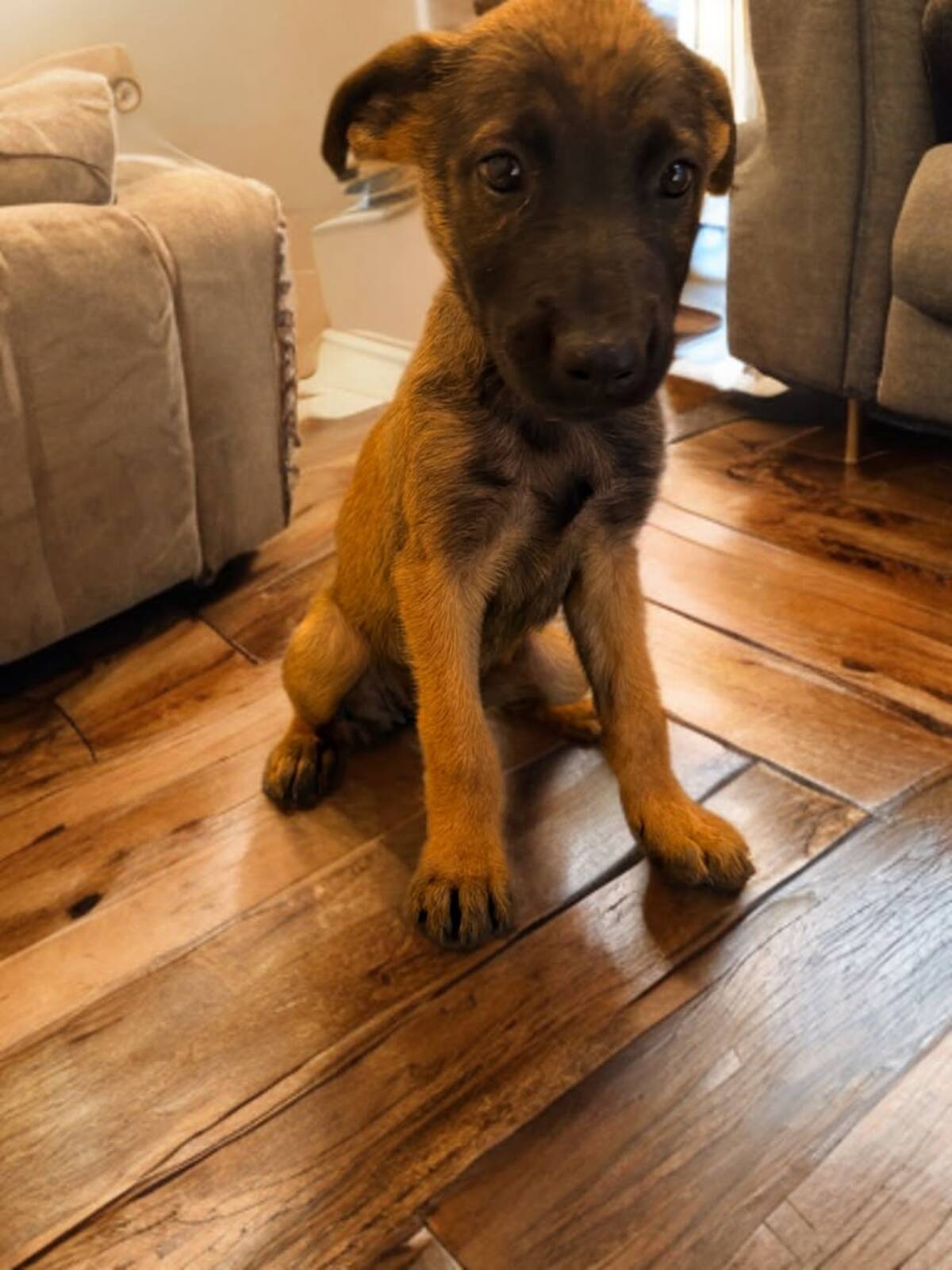 Adoption Yaska