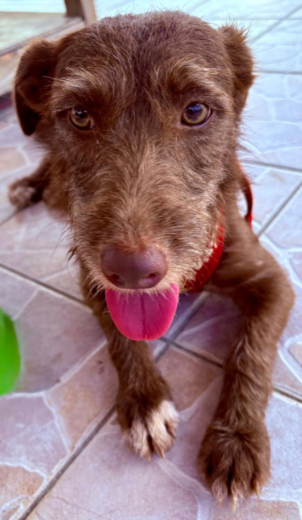 Adoption association PLUM