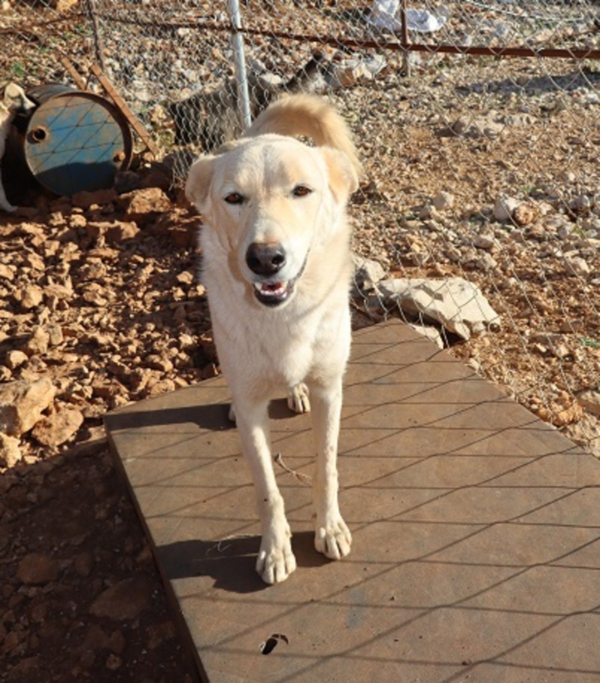Adoption Archie