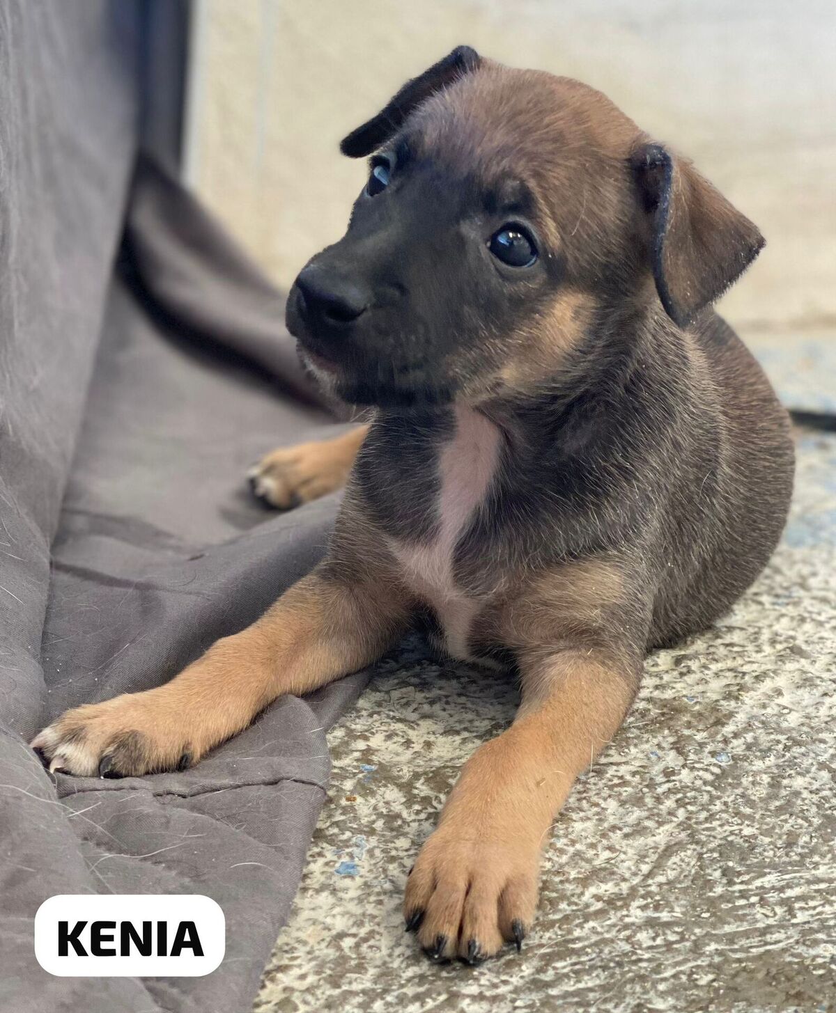 Adoption Kenia