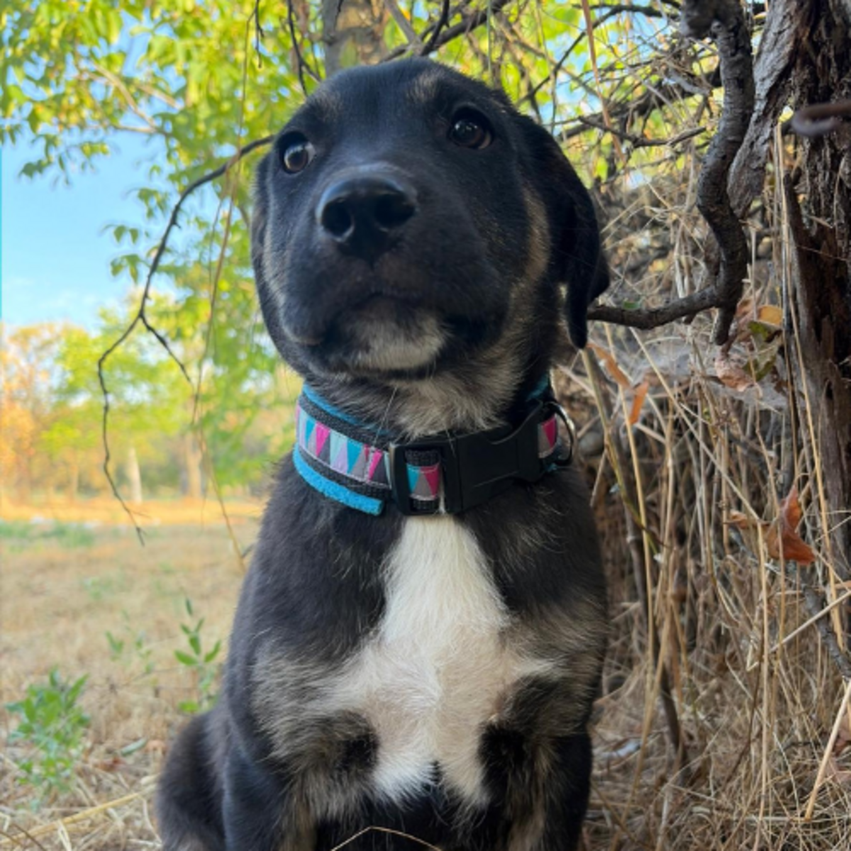 Adoption EOLE