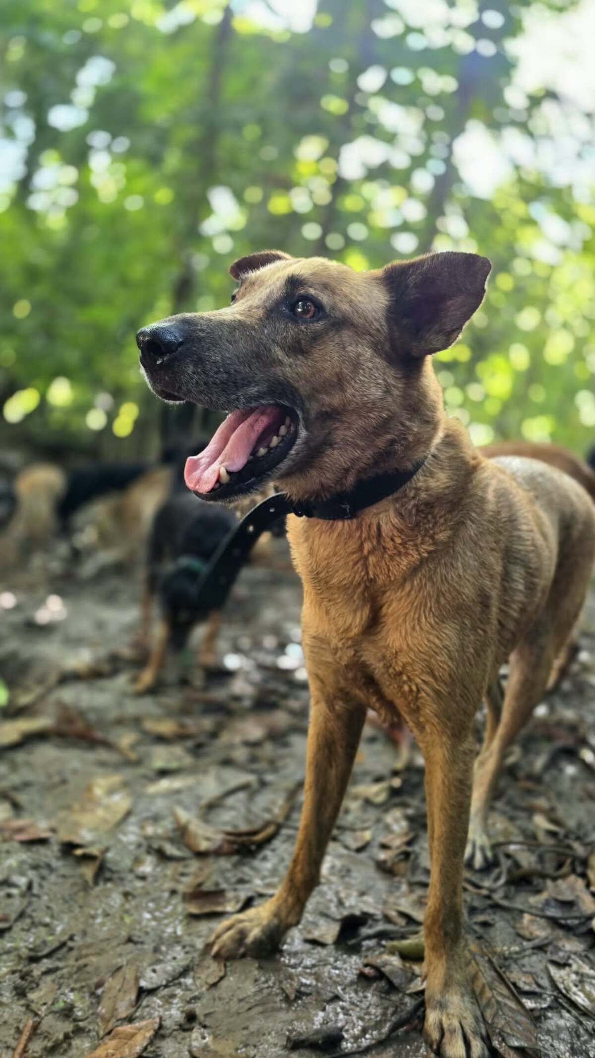 Adoption Rescue