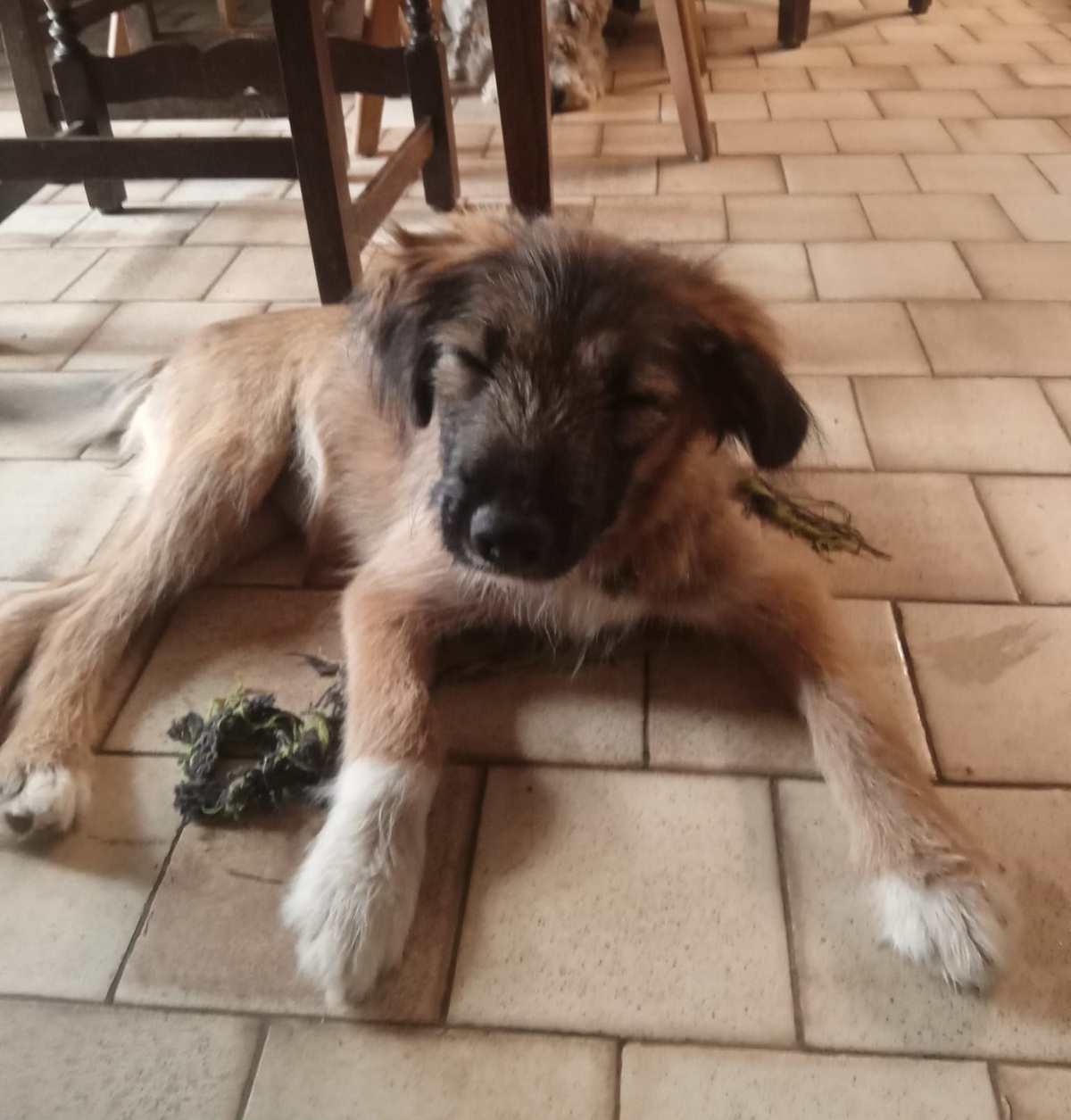 Adoption Craquotte