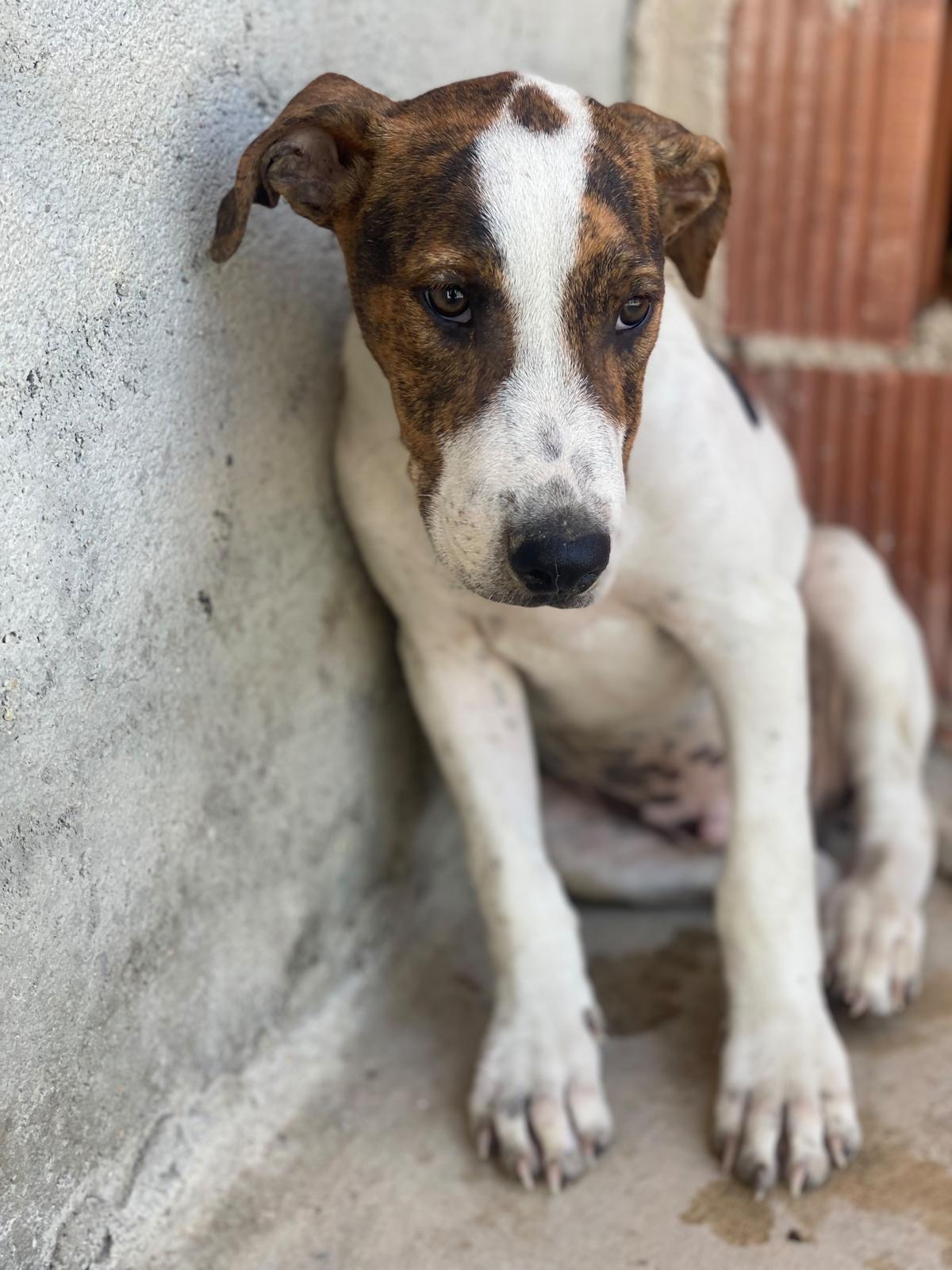 Adoption Jacinto