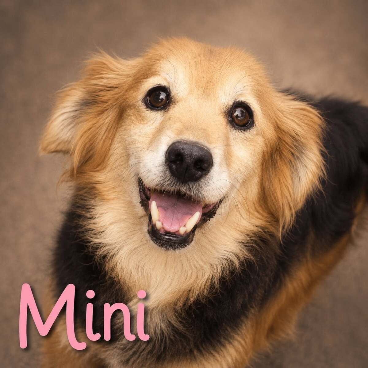 Adoption Mini