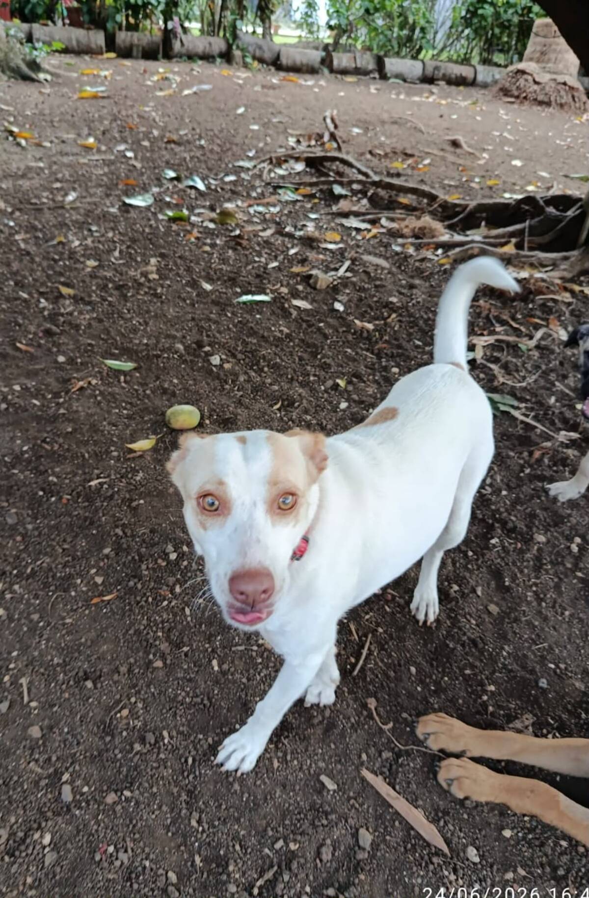 Adoption Dolce