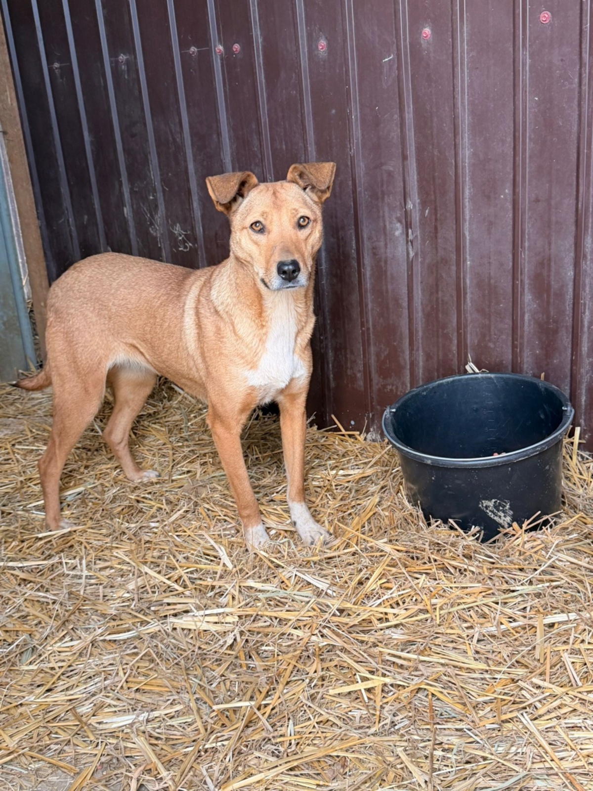 Adoption Mindy