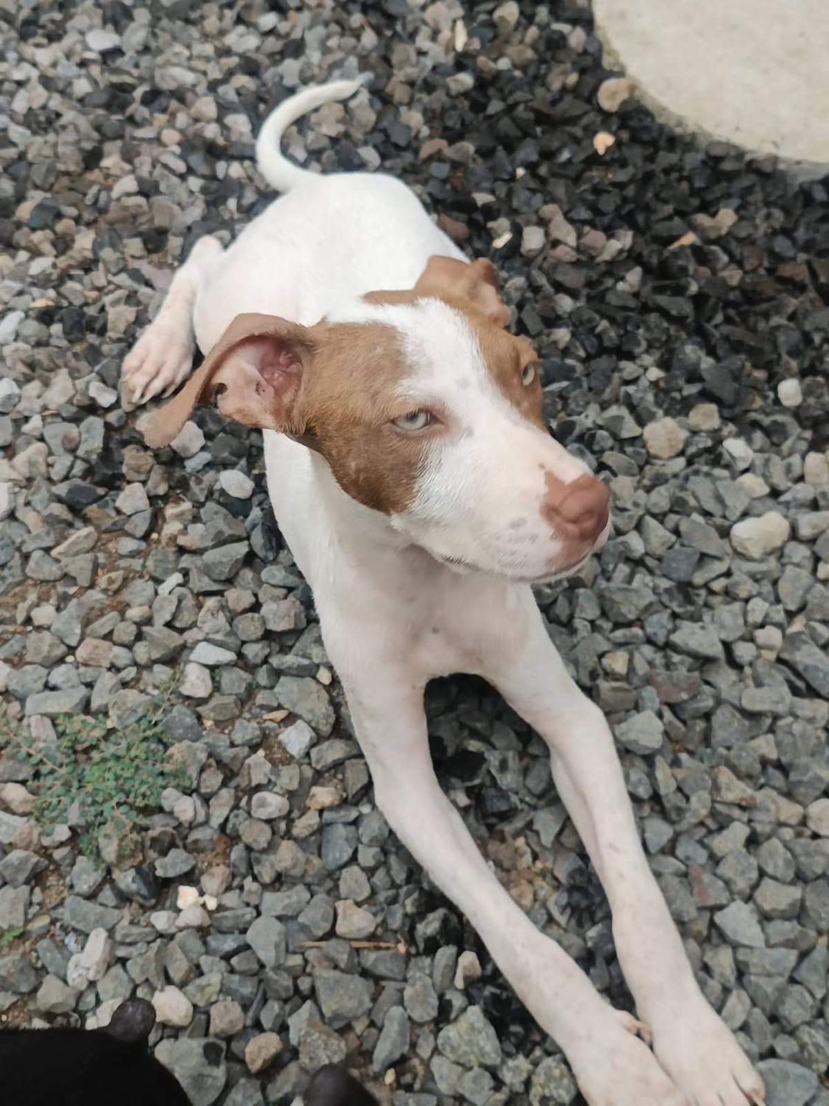 Adoption Bulle