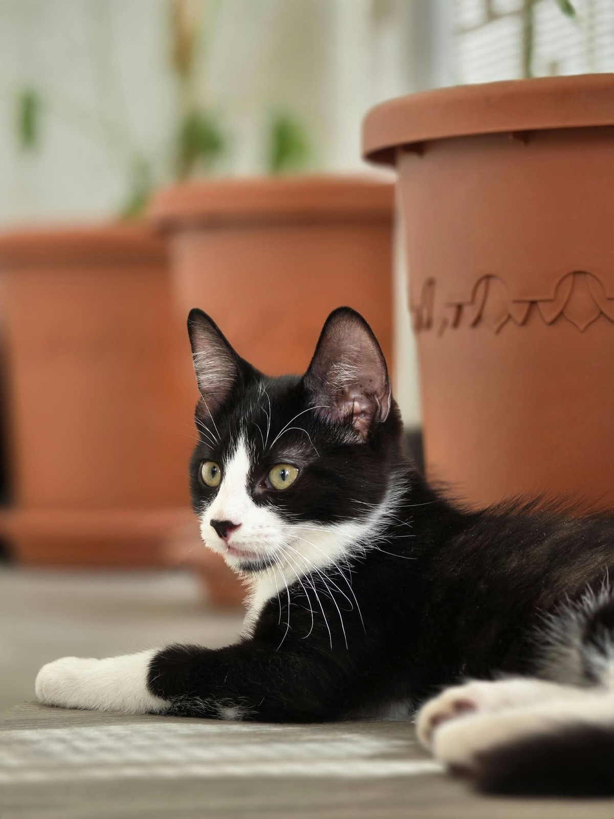Adoption Figaro