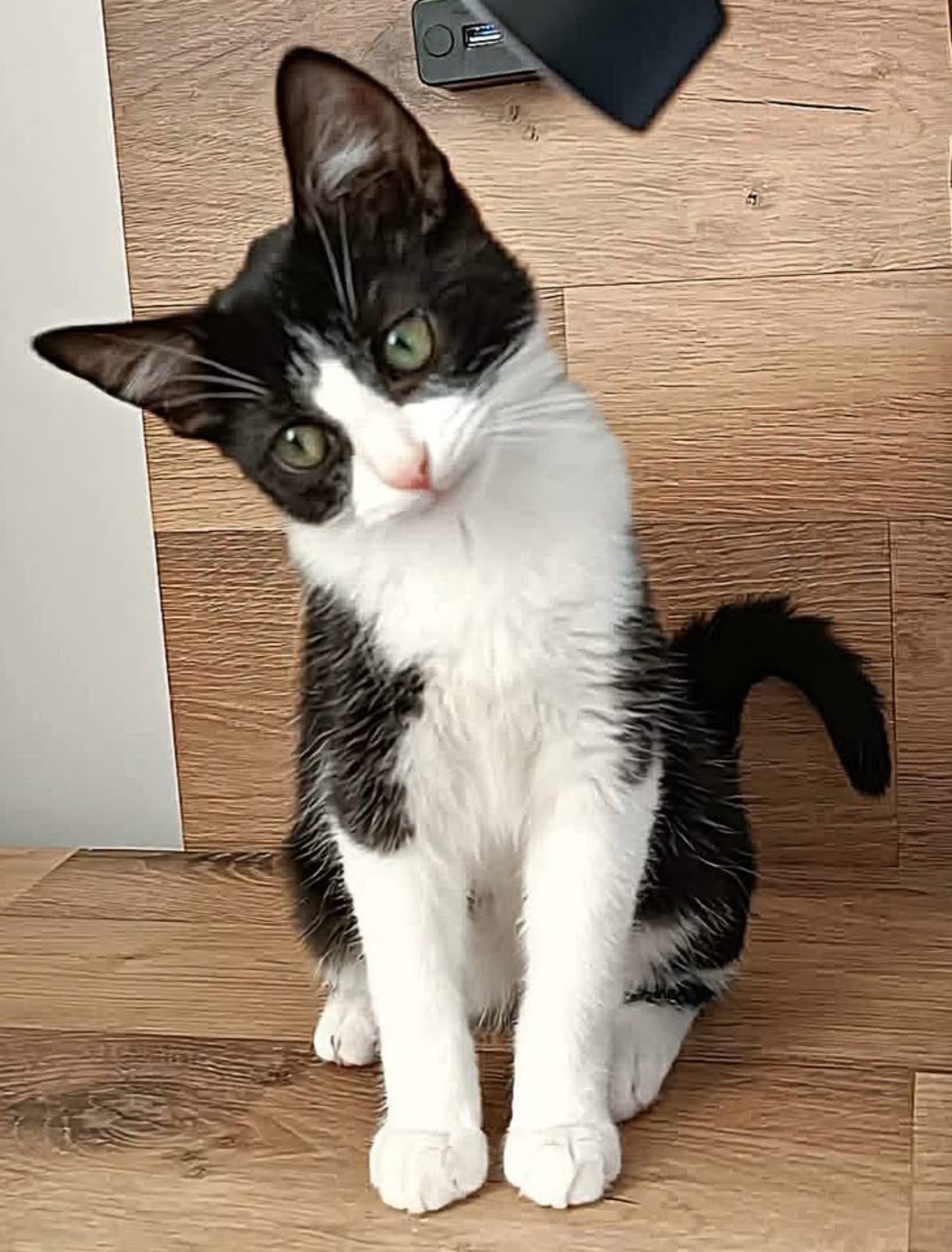 Adoption Koxinell