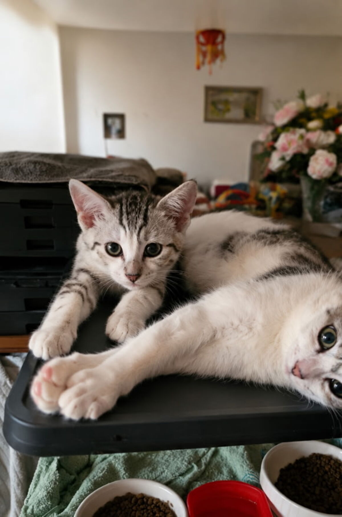 Adoption duchesse et son petit