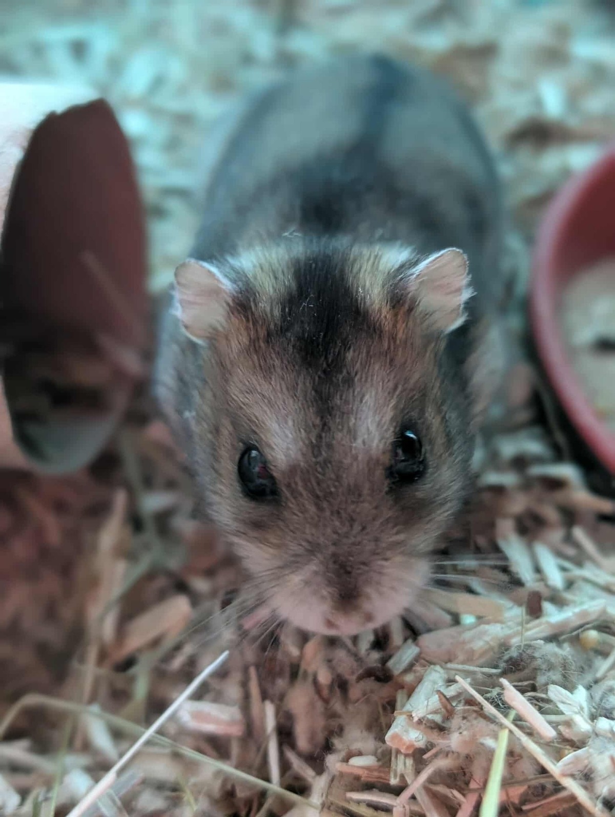 Adoption Lixy