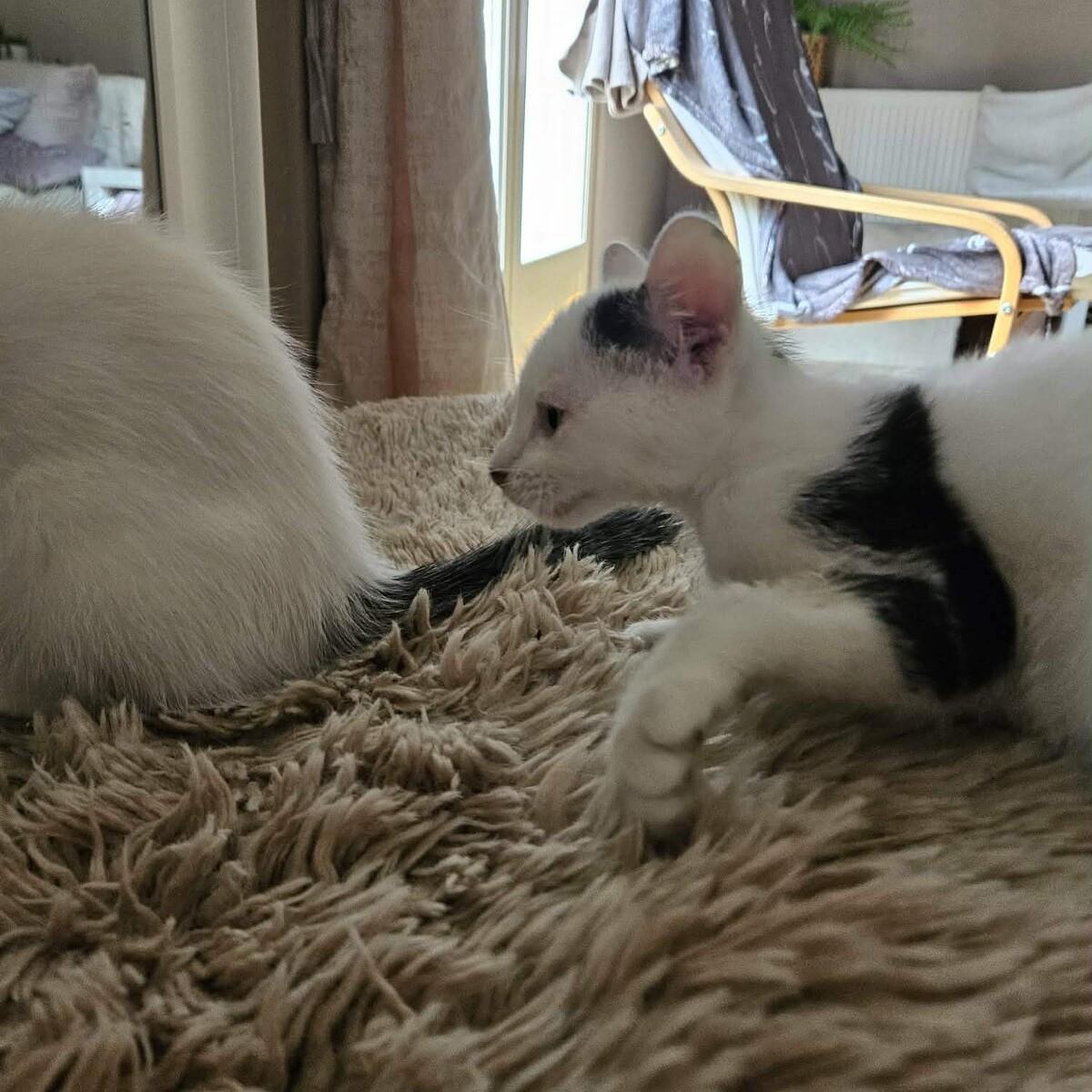 Adoption BLINYS