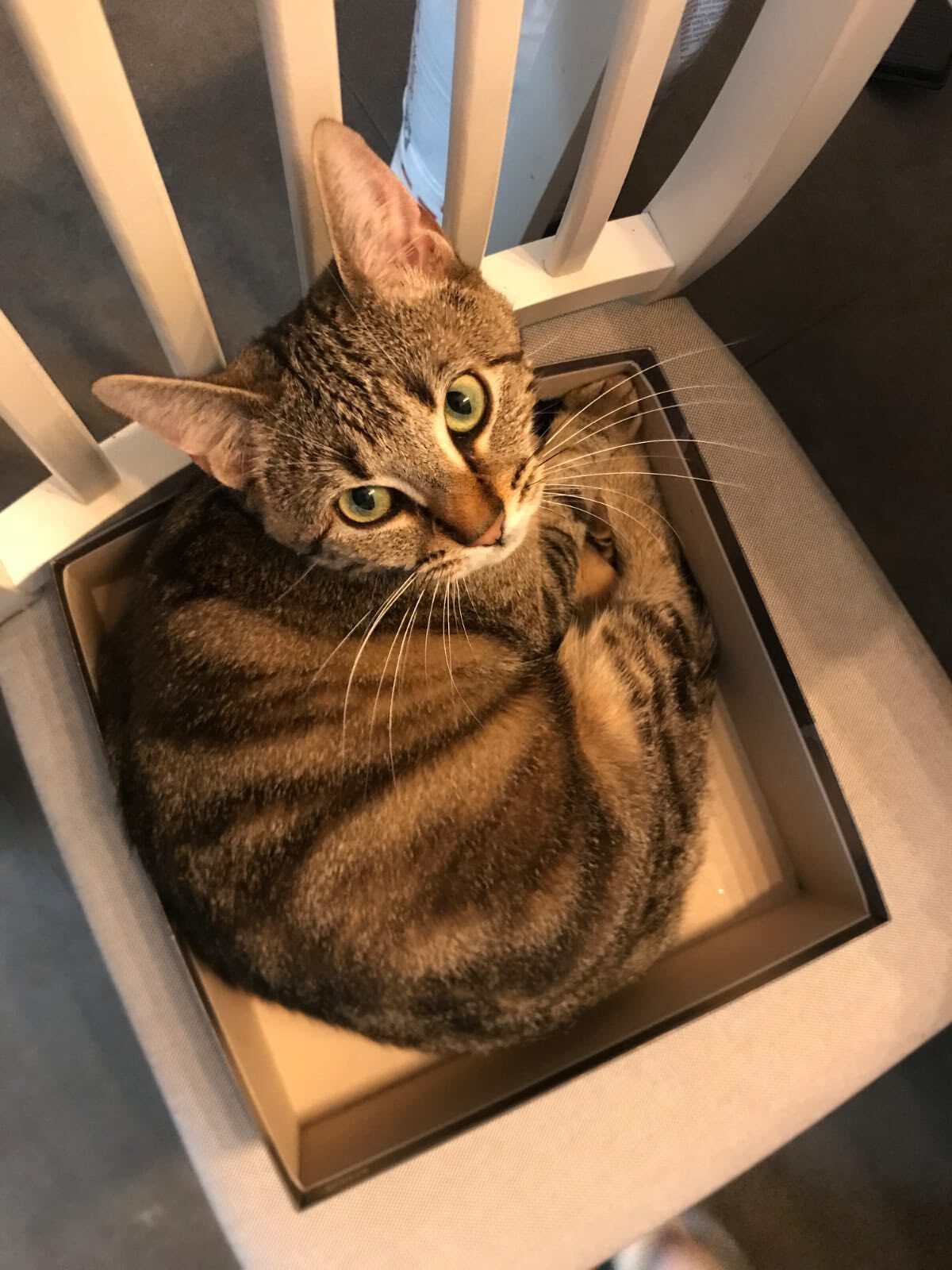 Adoption Athéna 