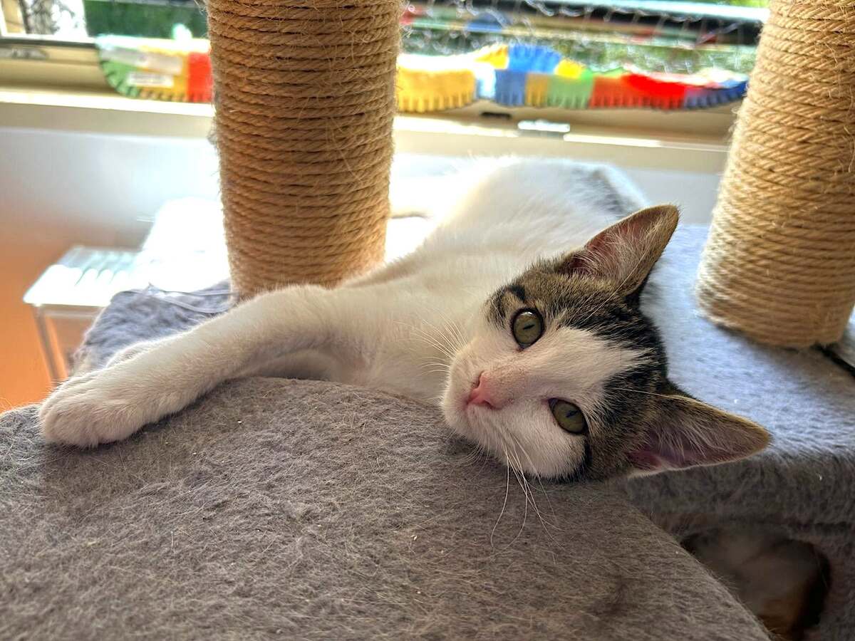 Adoption LE FRANGIN