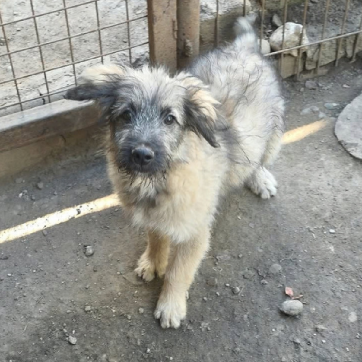 Adoption Mio