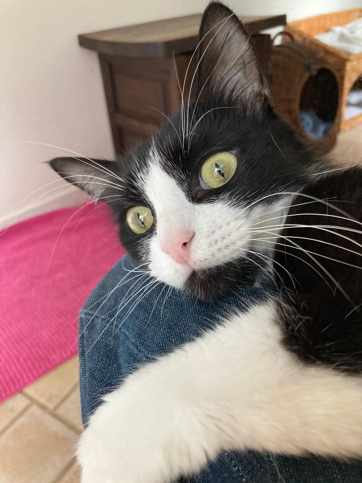 Adoption Jules