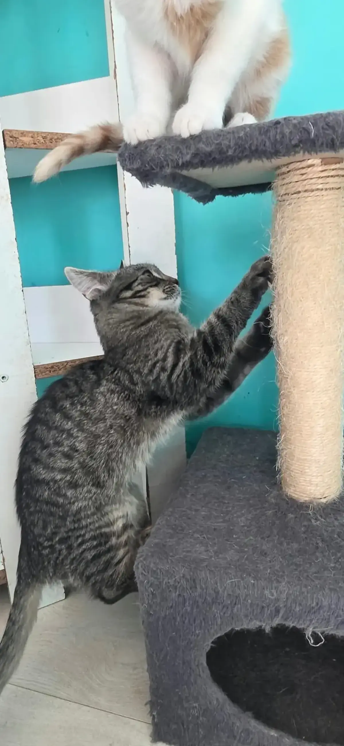 Adoption Grey