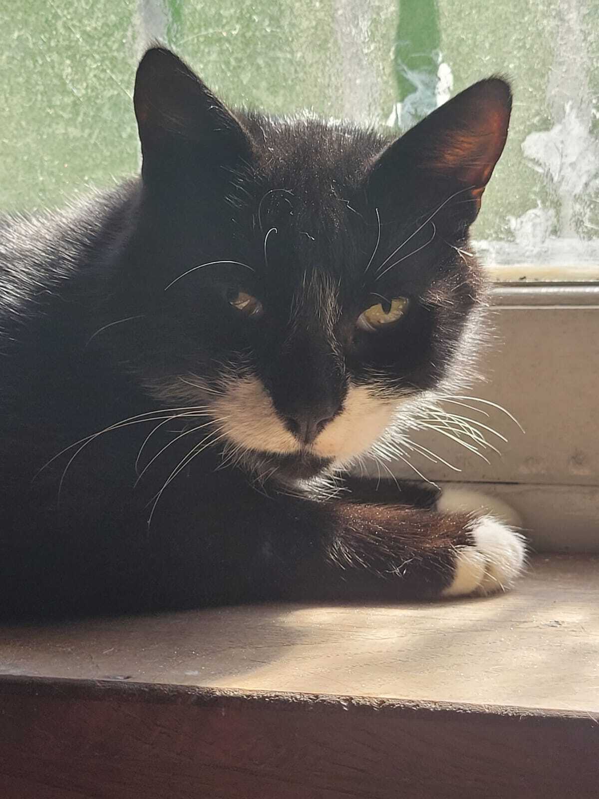 Adoption TITOUAN 