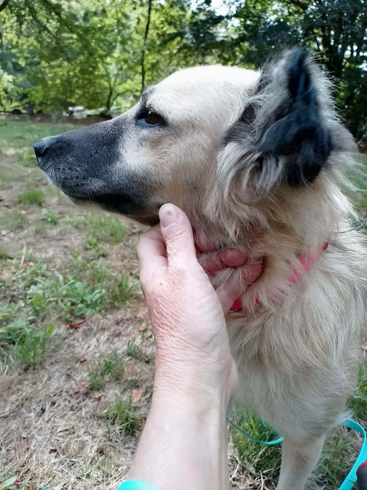 Adoption Nope