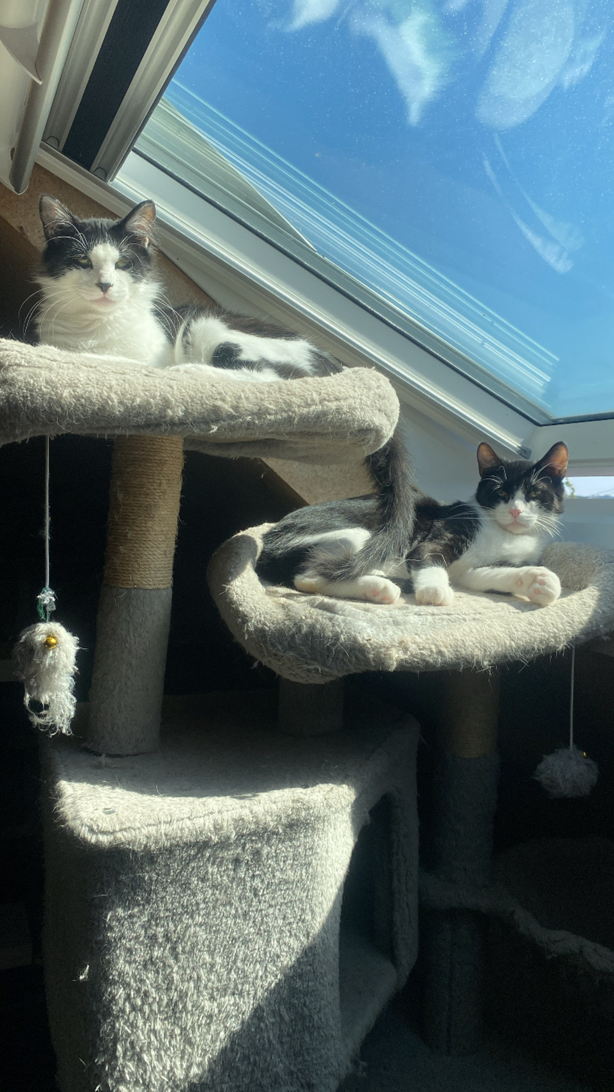 Adoption Chocapic