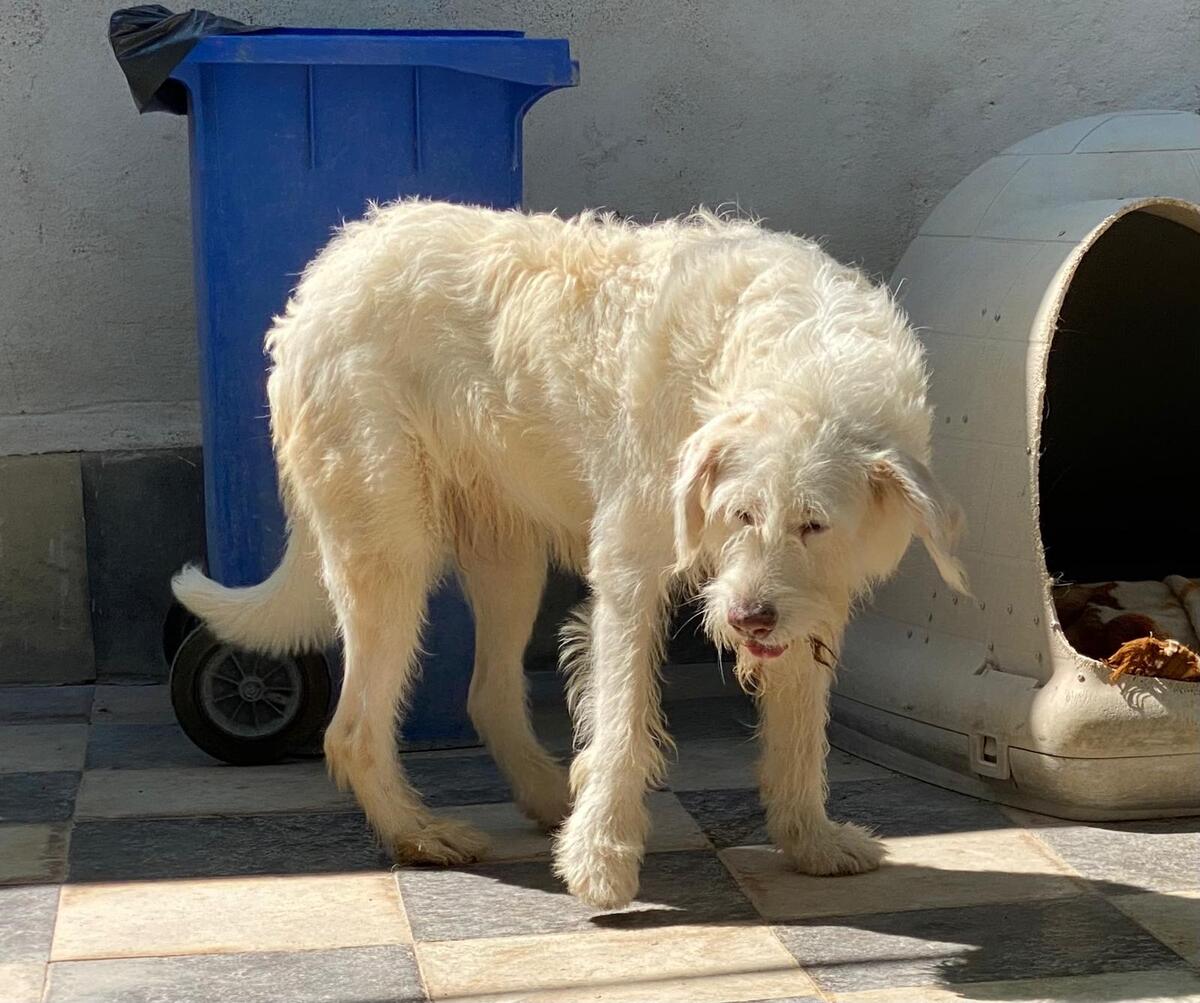 Adoption Guirnalda