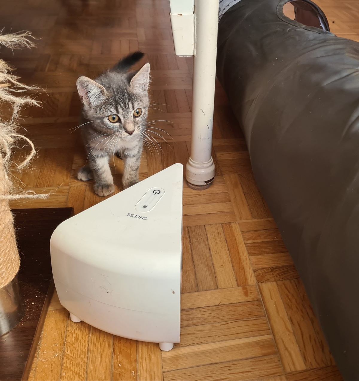 Adoption Mory