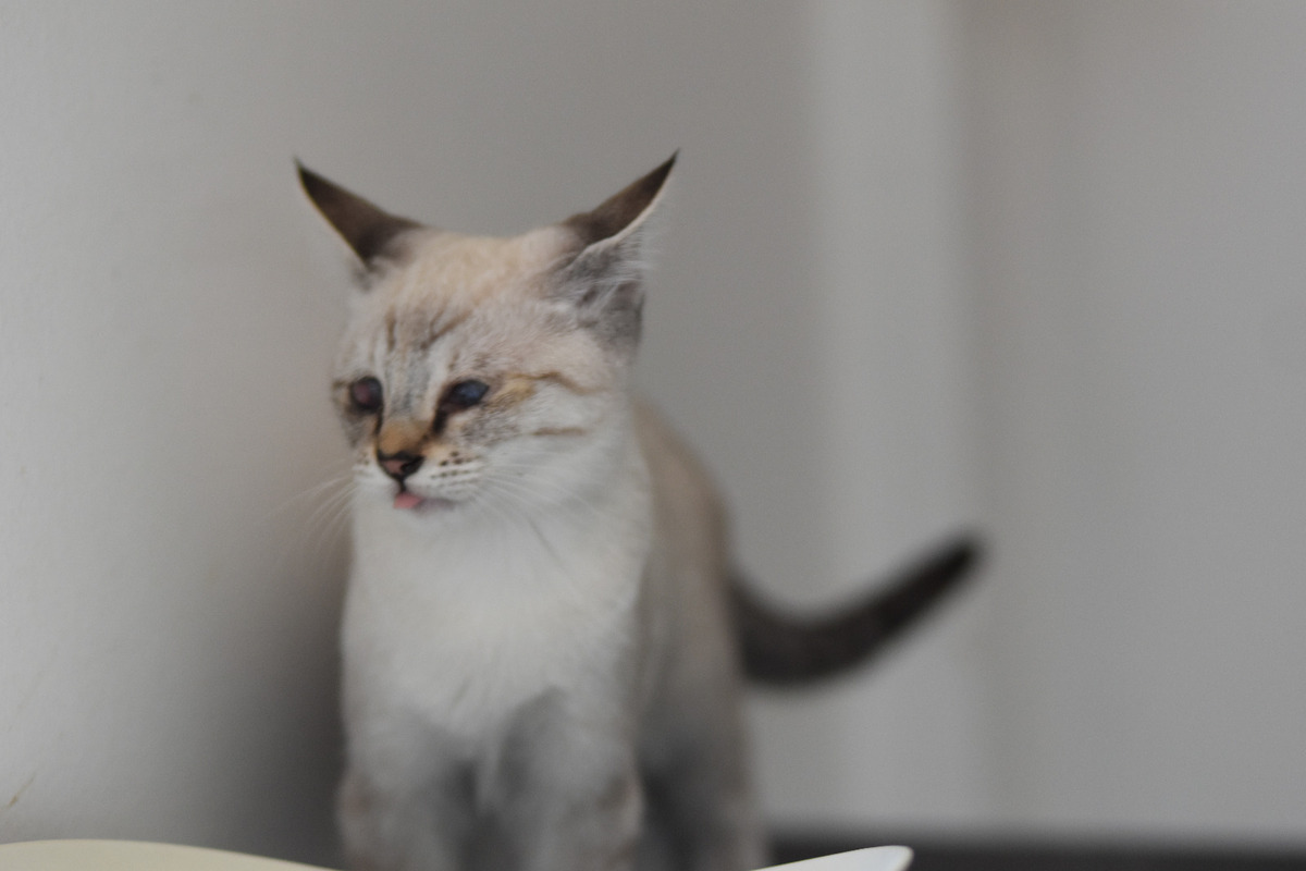 Adoption Garazy