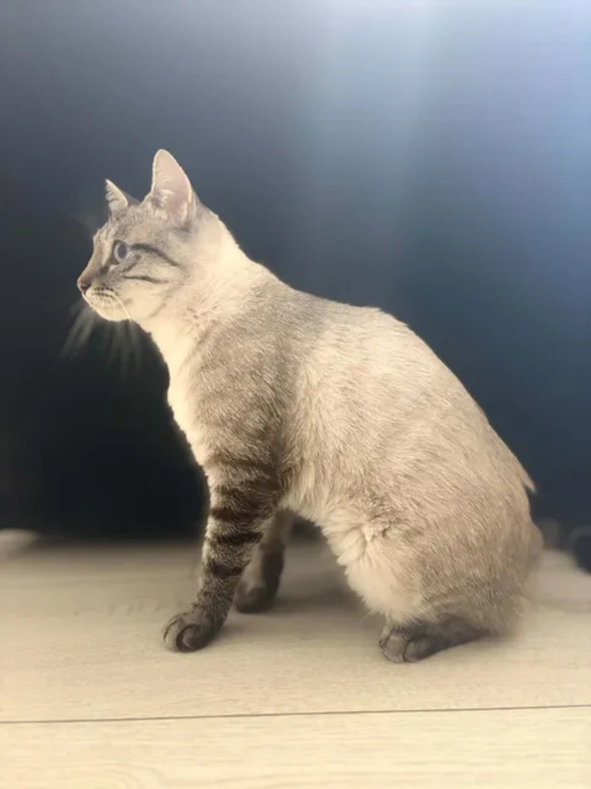 Adoption Bastet