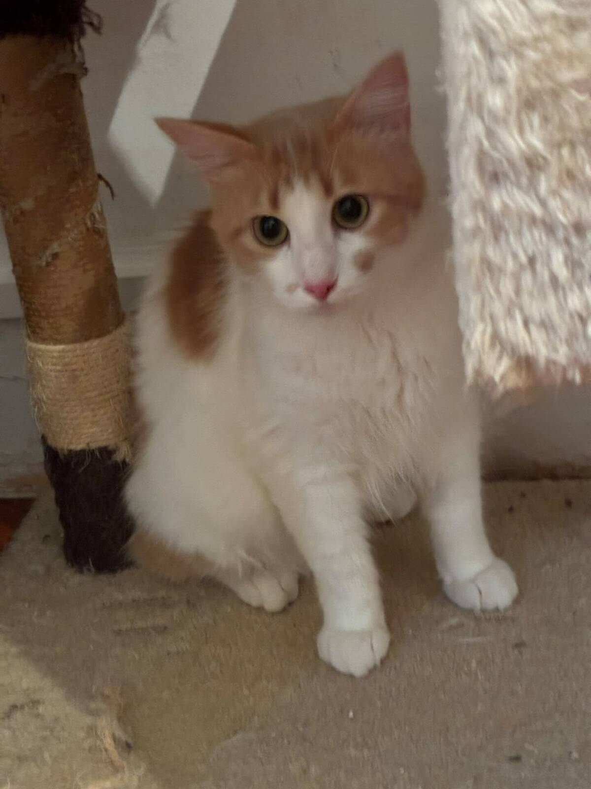 Adoption Pepito