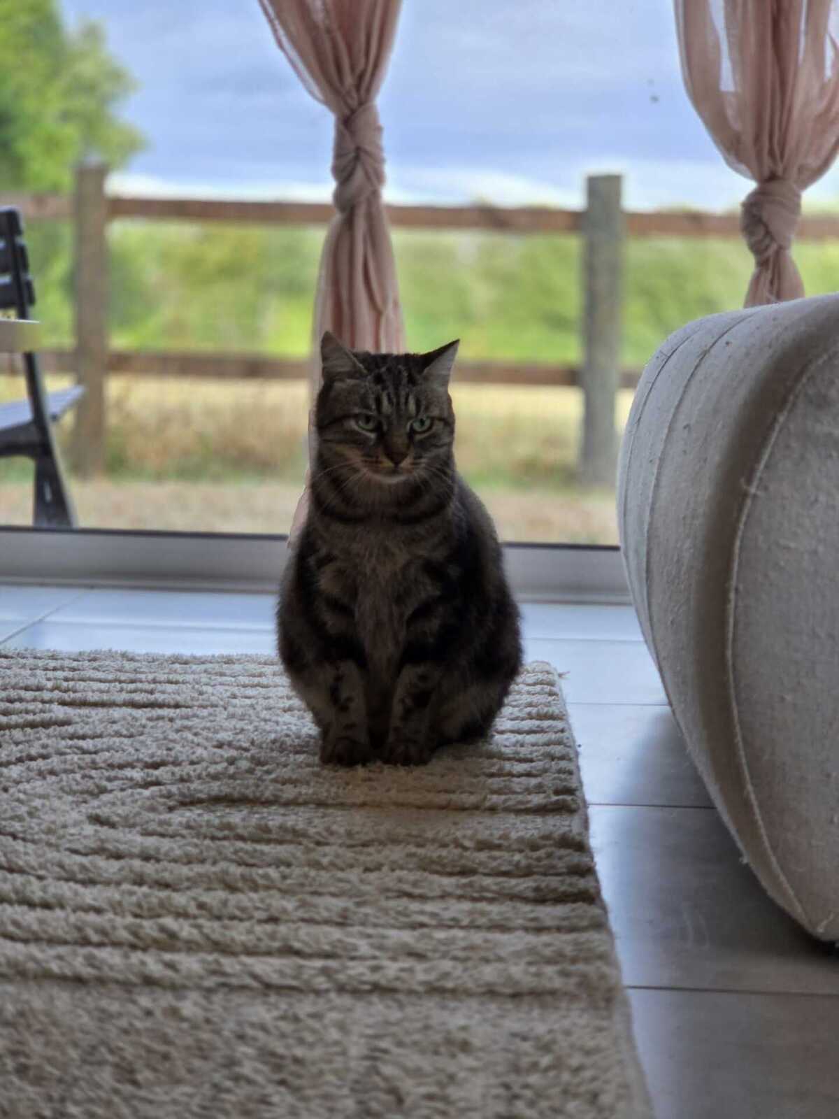 Adoption Bryony