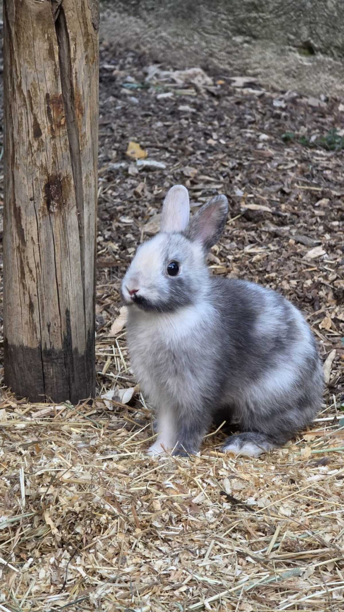 Adoption POIRE et PASTEQUE