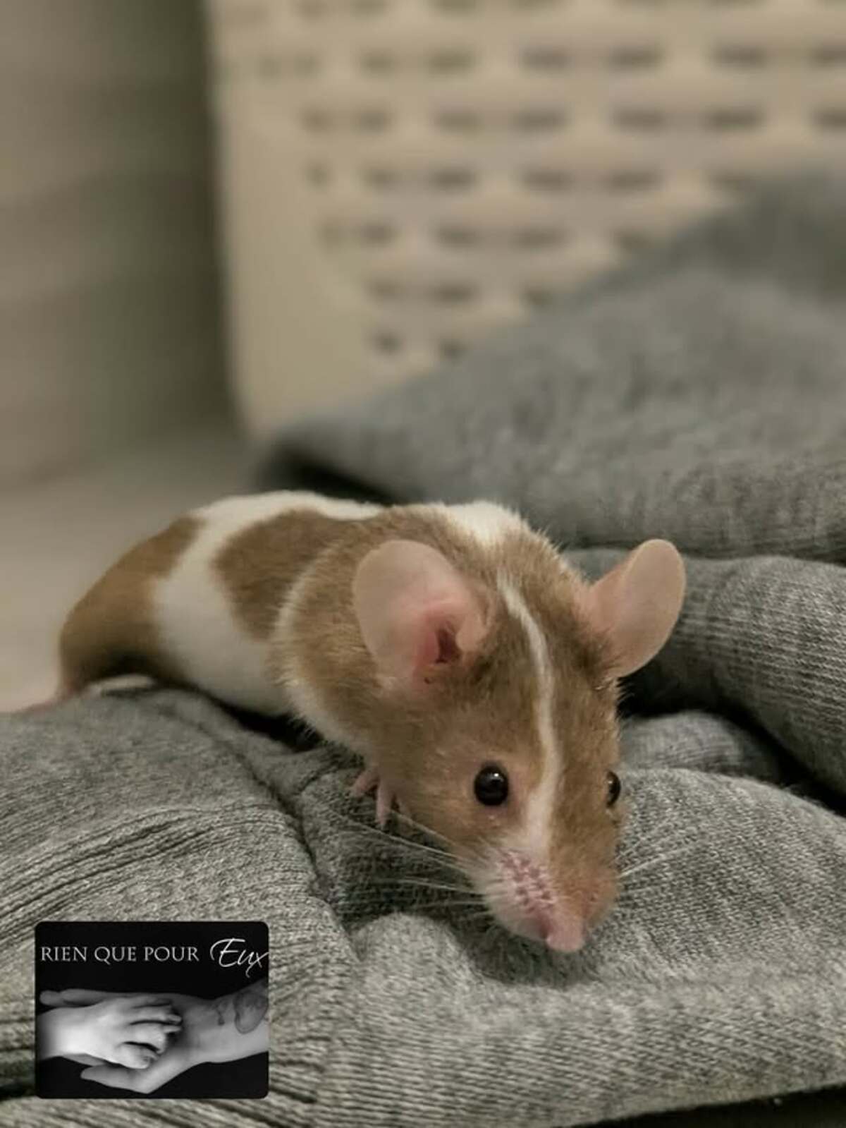 Adoption Pixel