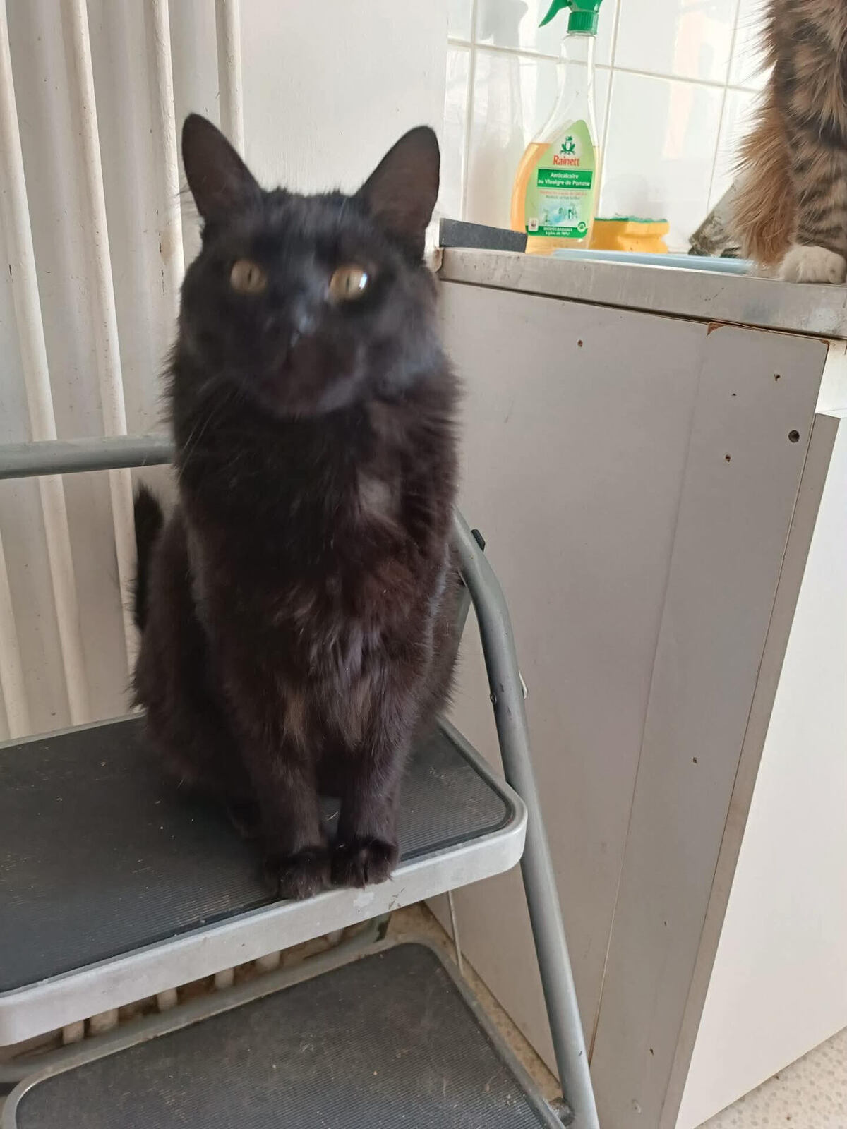 Adoption ONYX