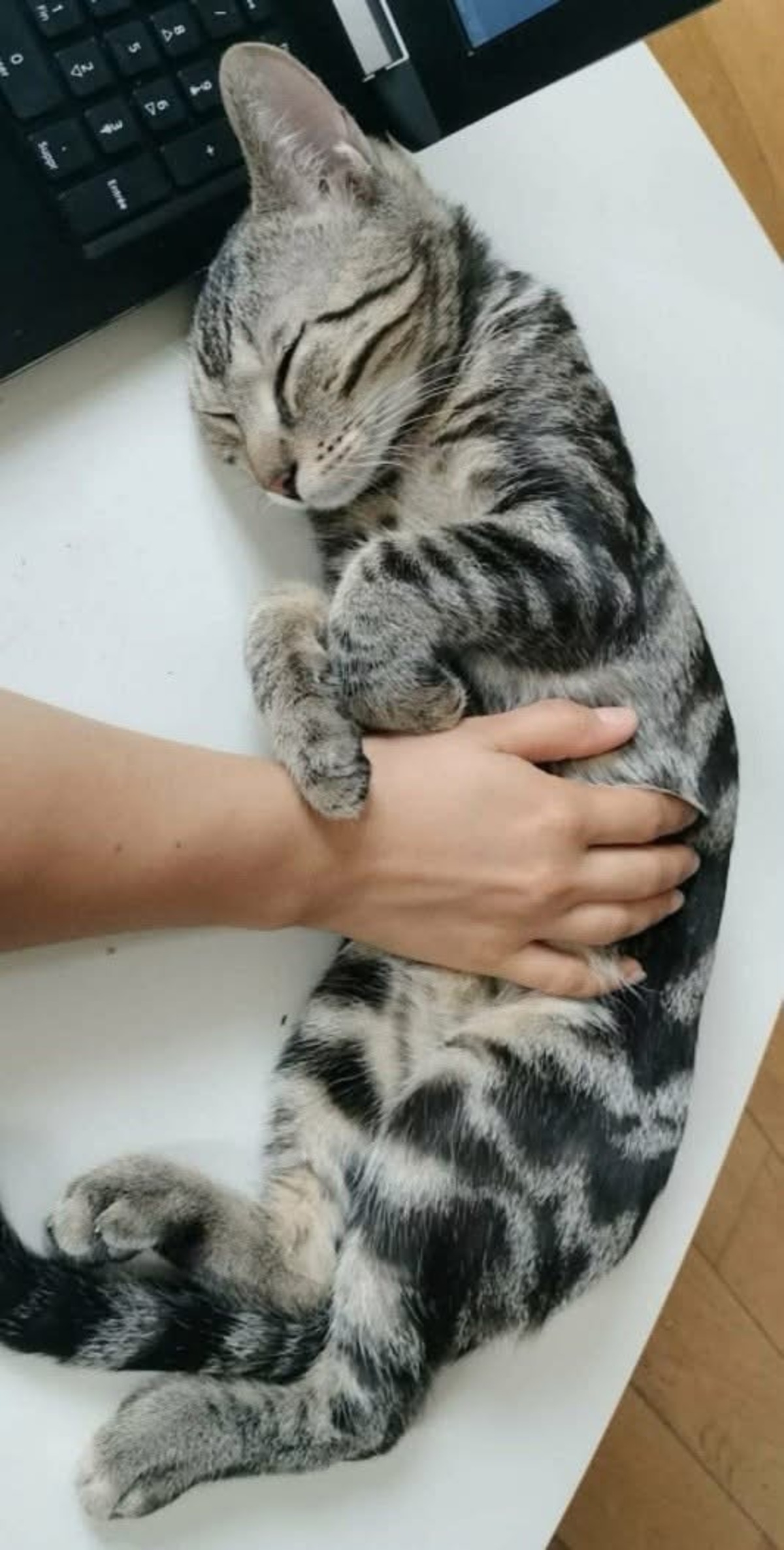 Adoption SARTRE