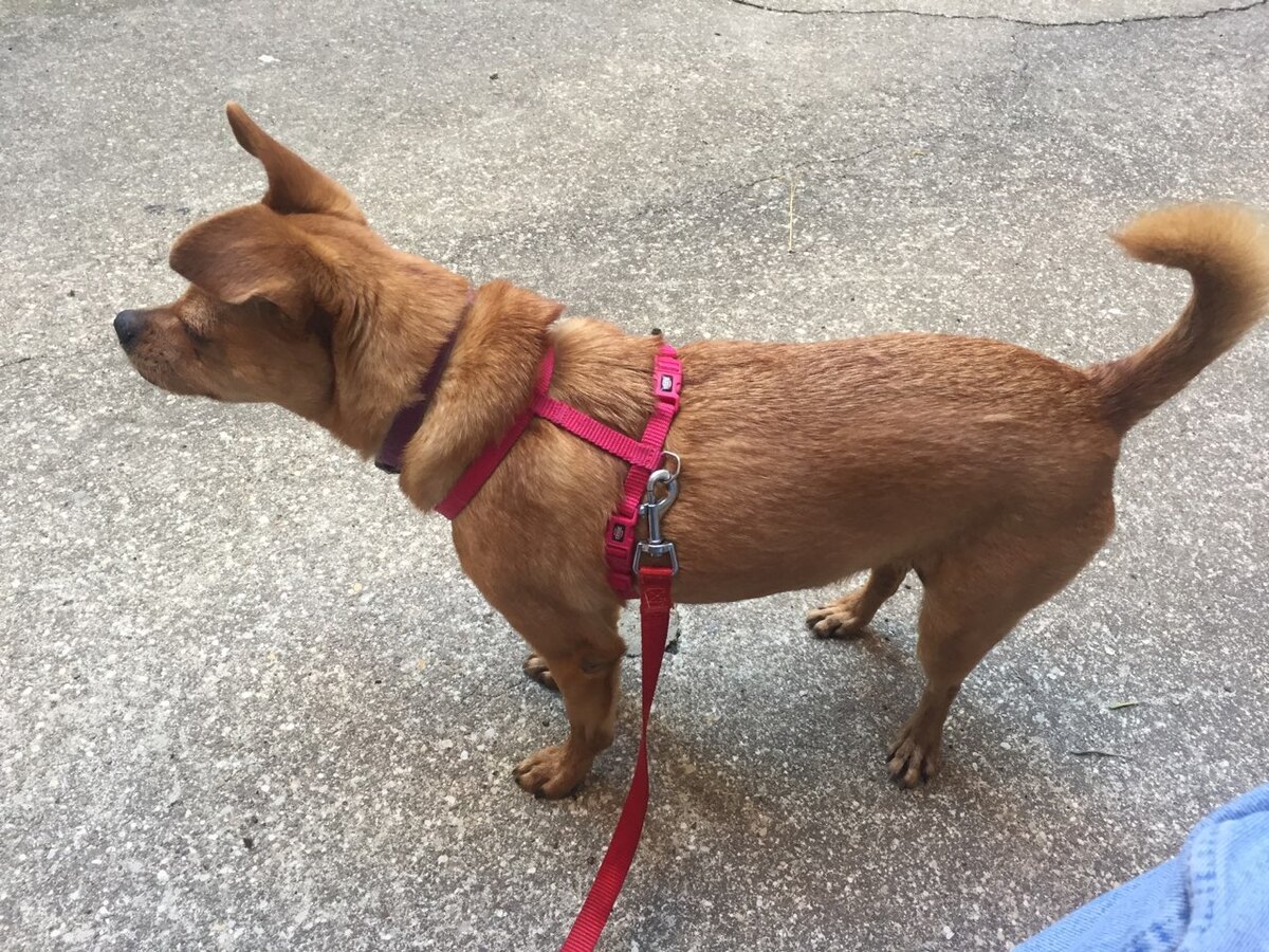 Adoption Snickers 