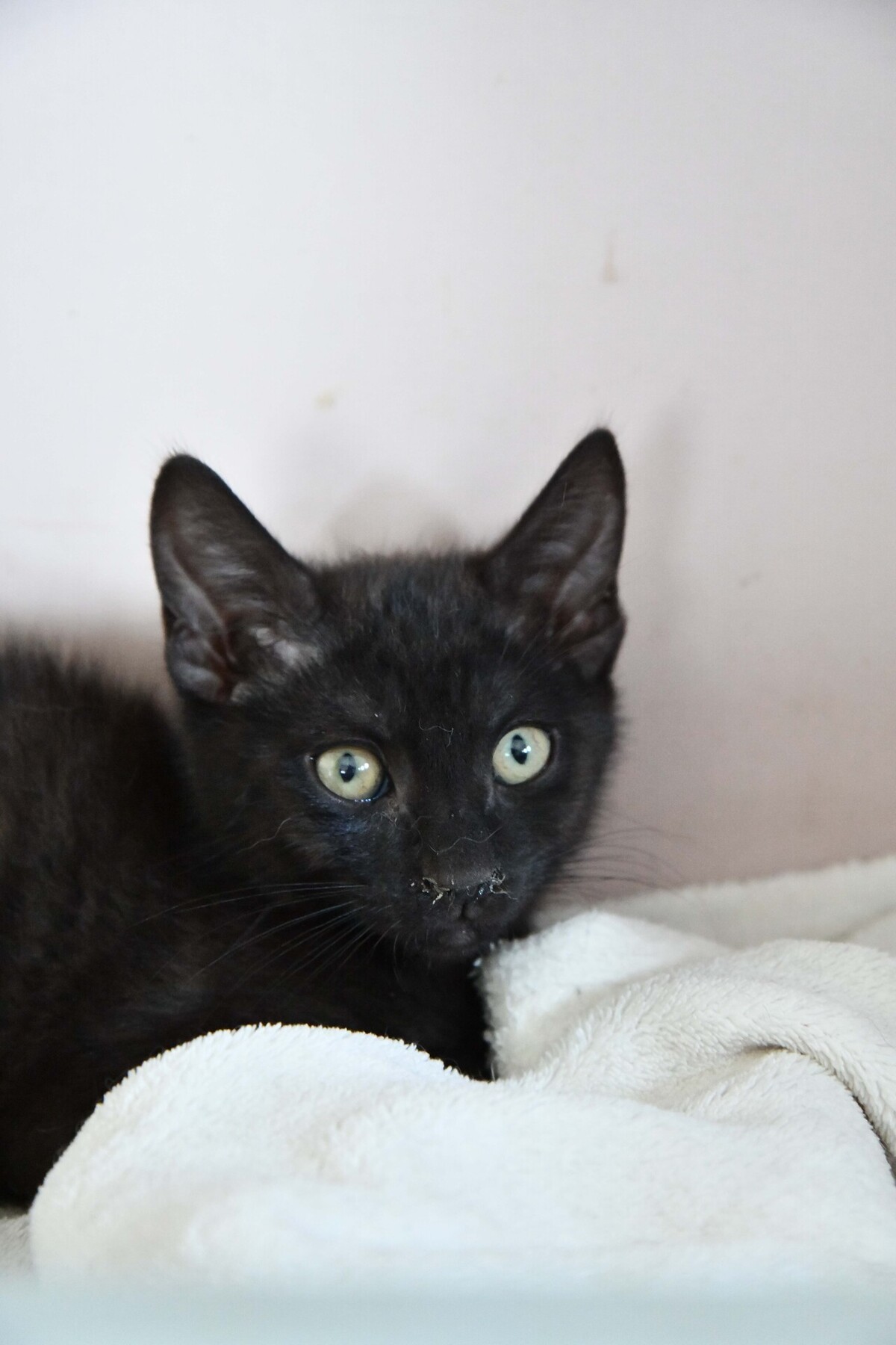 Adoption DIABOLO