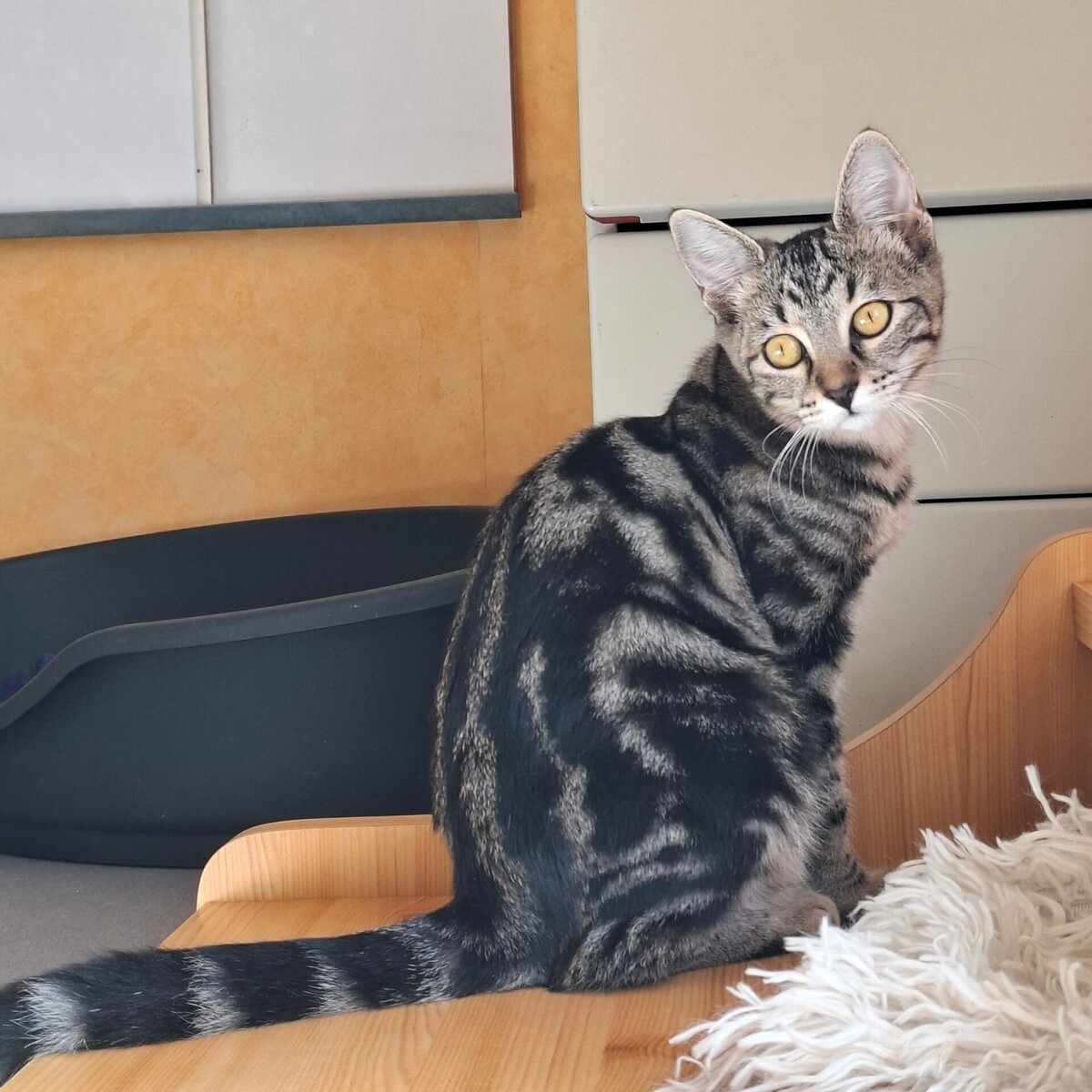 Adoption Biquette