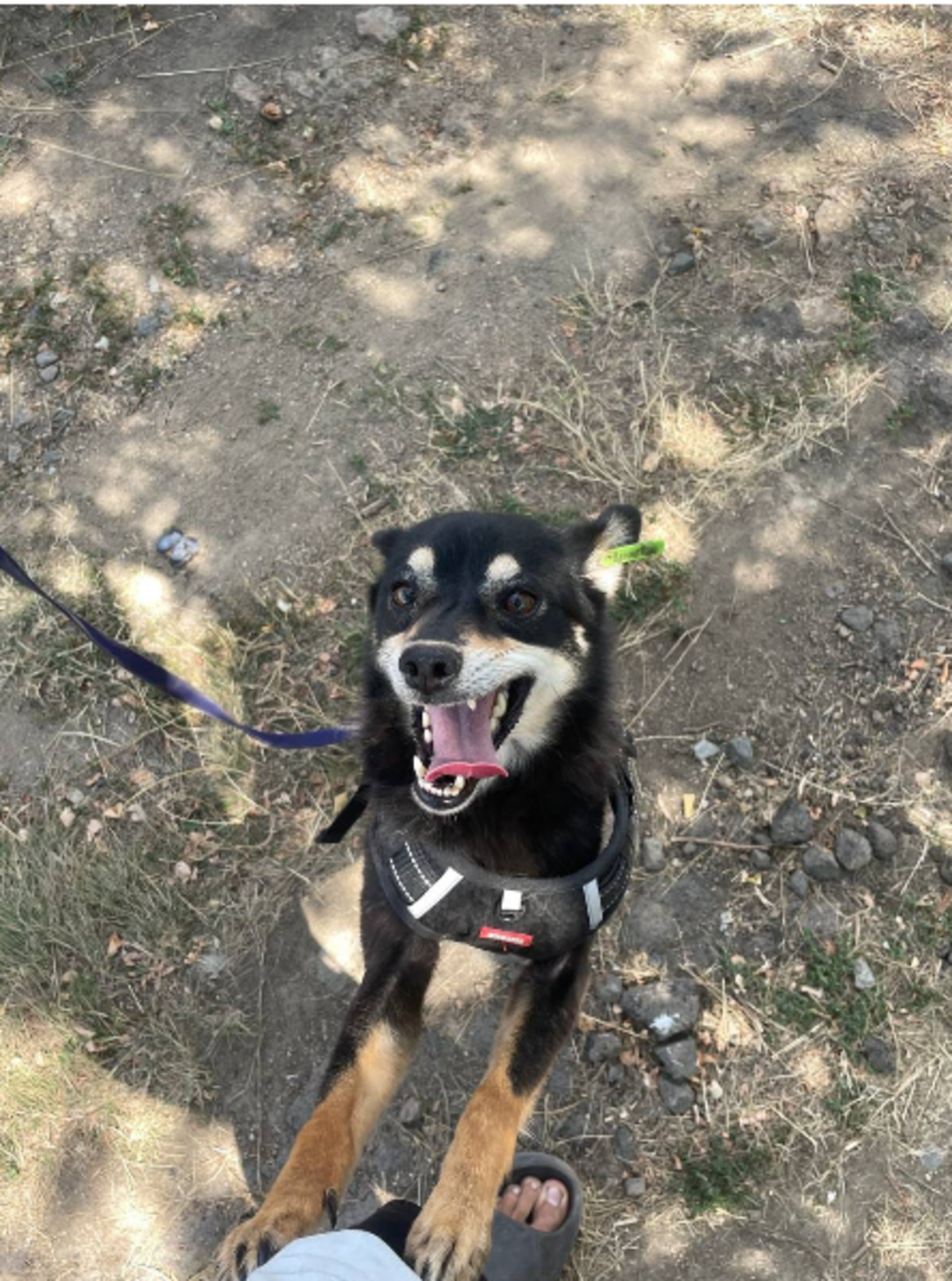 Adoption FLEUR, chien a adopter!