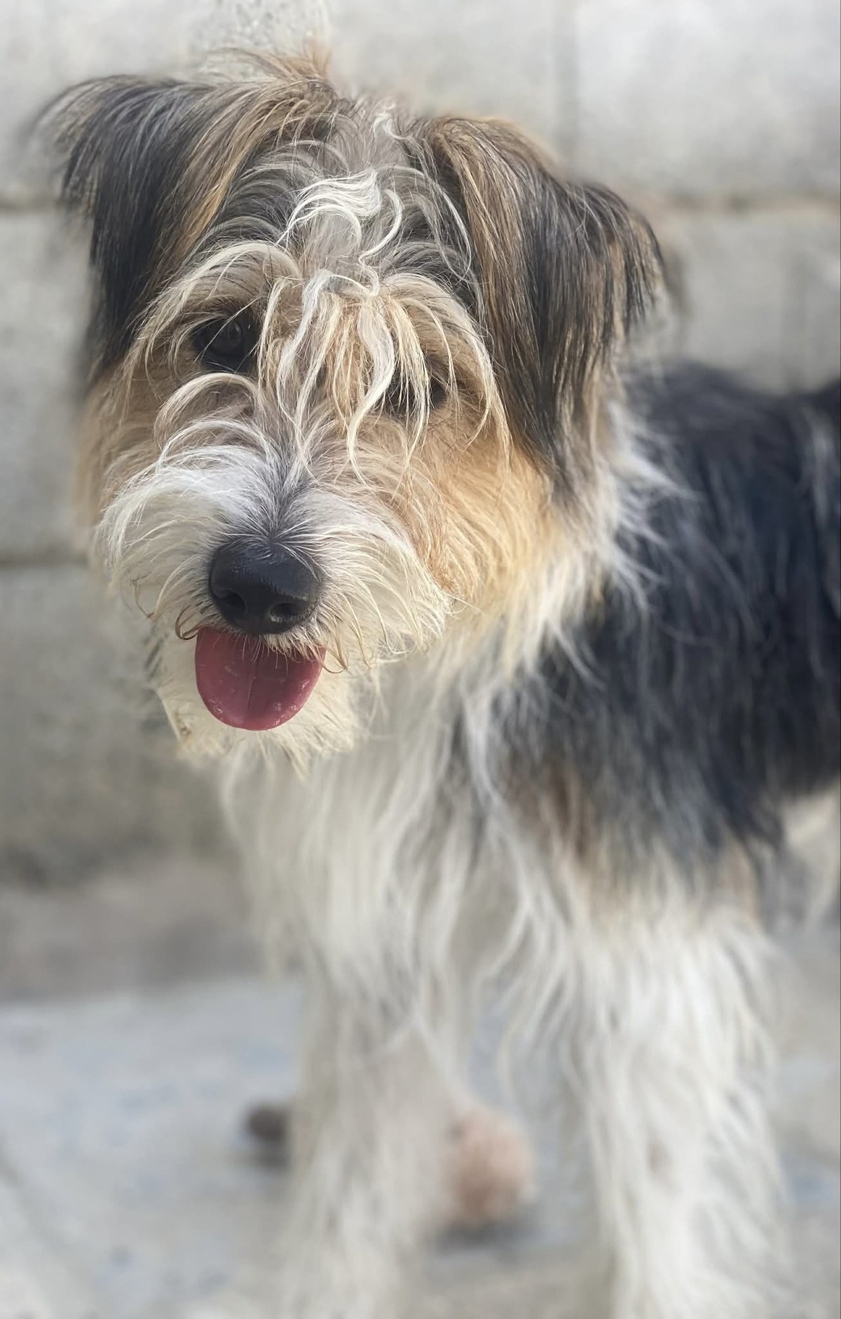 Adoption Mocho 