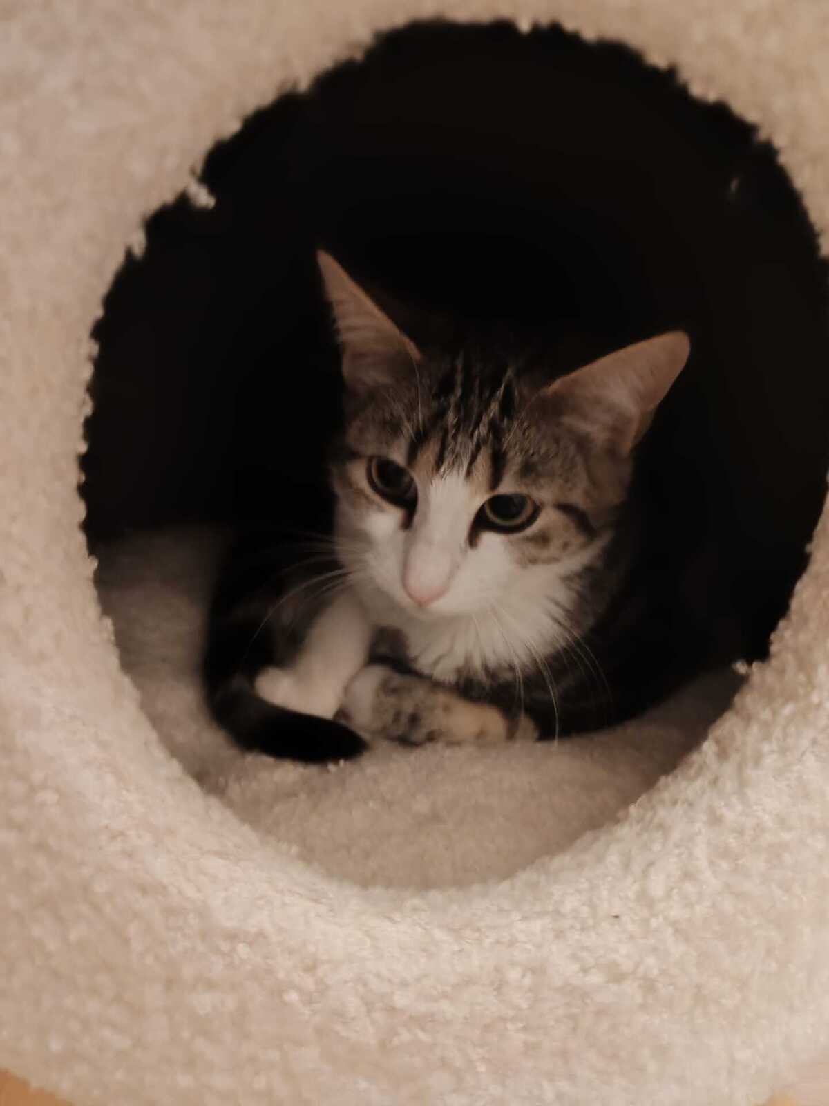 Adoption Boulette
