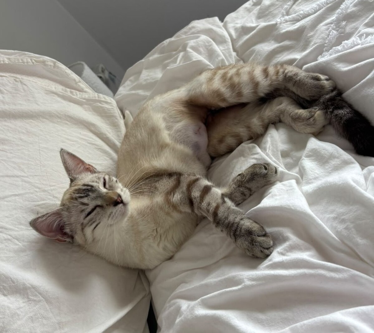 Adoption Fleur 